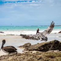 Galápagos