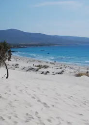 Puerto Pino