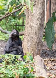 República del Congo